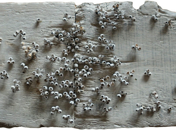 Elisa FACHE - Archéologie - Technique mixte graines, pigments, plâtre sur bois - 98x24cm - 1200€