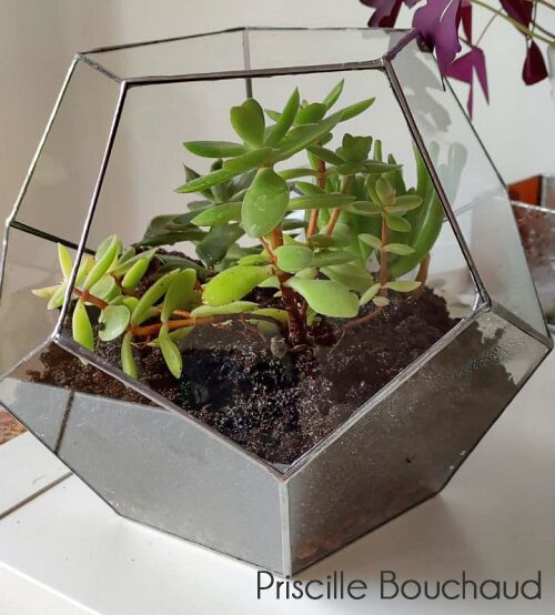 Terrarium - Vitrail